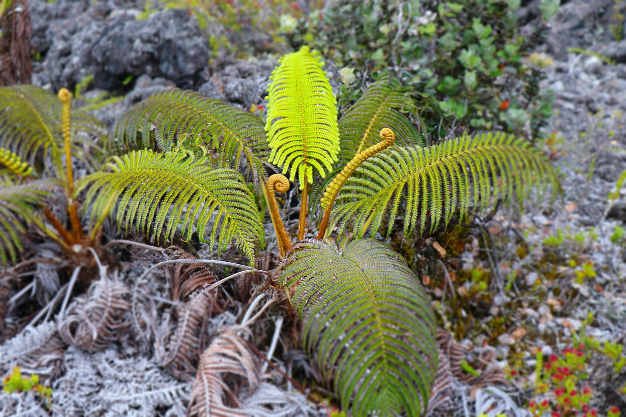 amau'u fern kaumana