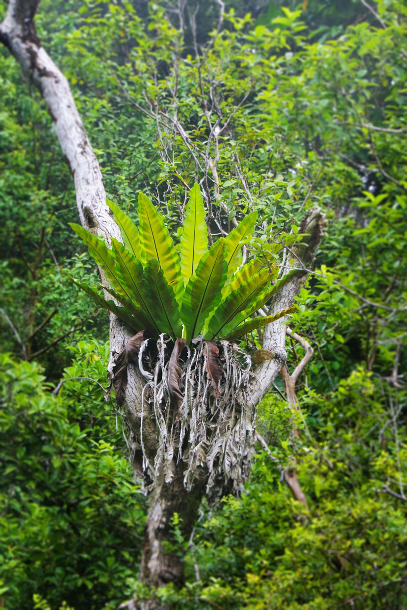 ekaha fern