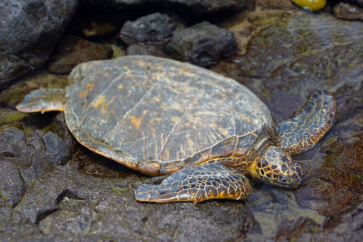 Honu Puna Trail