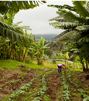 Upcountry Maui