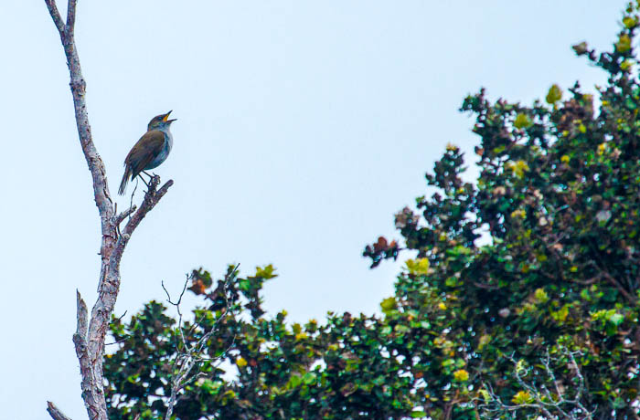 Hawaii Island Festival of Birds