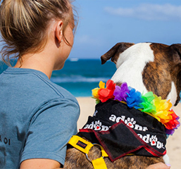 Aloha for Animals